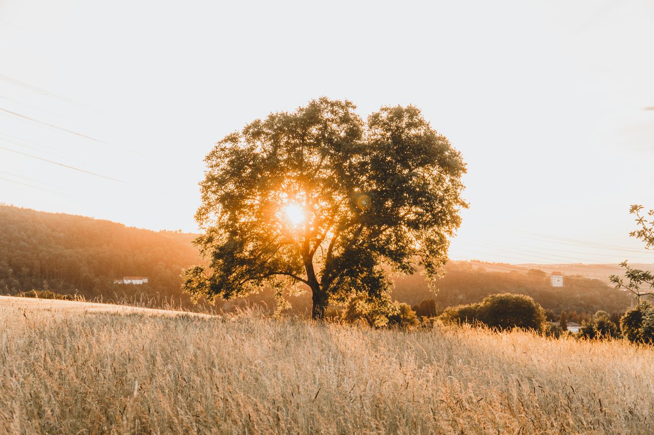 Scenic view of a lone tree in a field as the sun sets, casting a warm glow over the countryside.