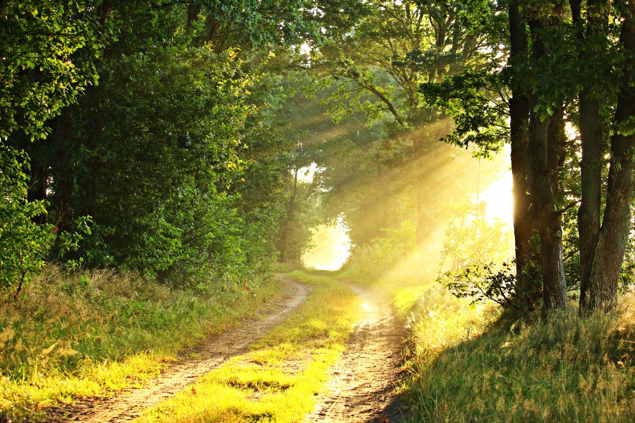 Contact A serene countryside scene with sunbeams illuminating a misty forest path.