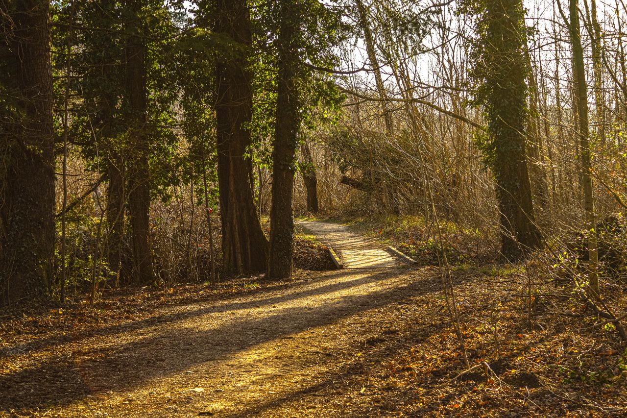 About A tranquil forest trail illuminated by soft early spring sunlight, ideal for peaceful walks.