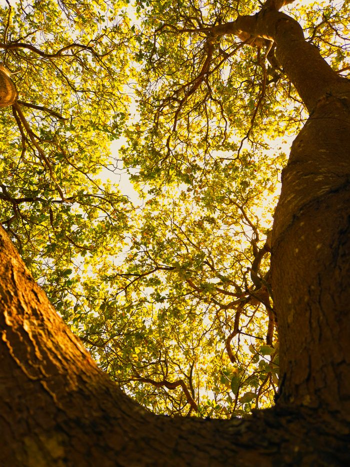 Looking up at a sunlit tree canopy in Gia Lai, Vietnam, capturing lush green leaves and bright sunlight.