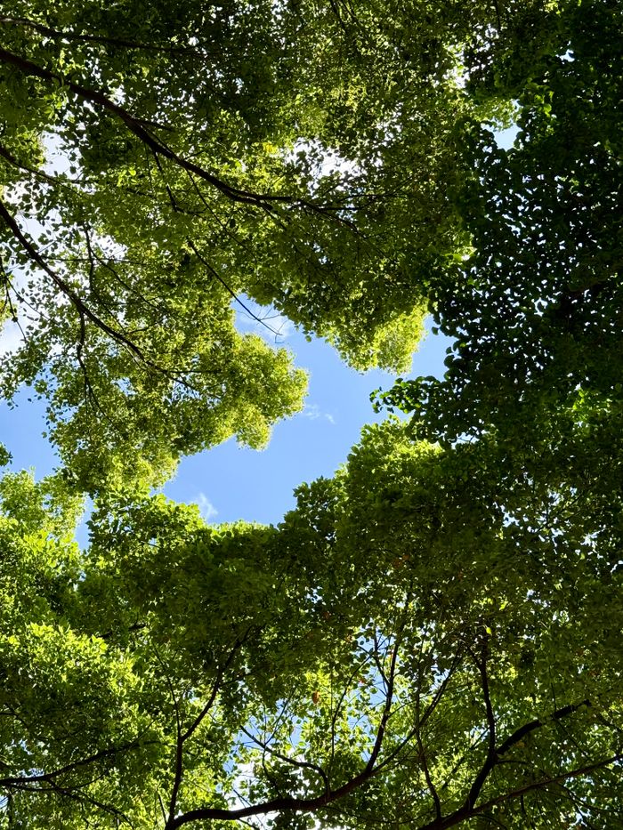 Vibrant green tree canopy with a clear blue sky visible through the leaves.